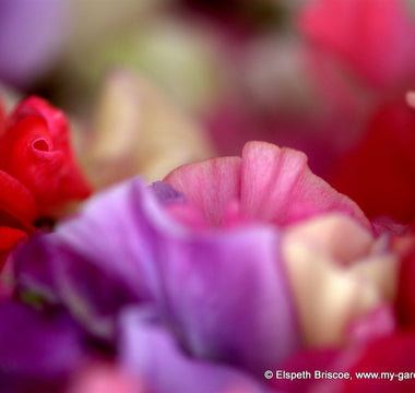 Growing Sweet Peas for Cutting; Top Ten Tips