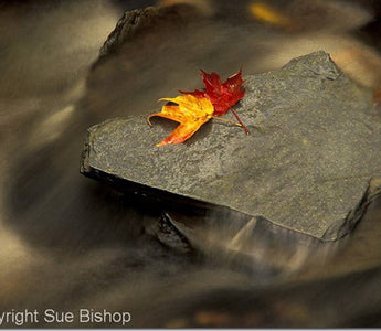 6 Landscape Photography Essentials