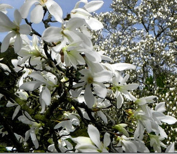 Spring Flowers; Magnolia Magic