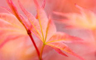 Japanese Maples; the real acer diamonds!