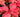 A Poinsettia is just for Christmas; Not for Life!