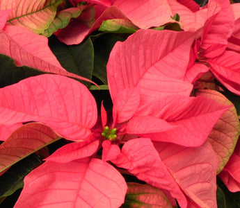 A Poinsettia is just for Christmas; Not for Life!