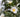 Planting in shade &ndash; partial shade, semi-shade, dappled shade; what do they mean?