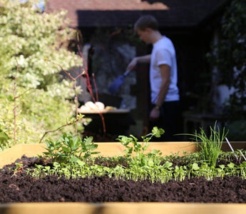 A better place for growing vegetables: VegTrug on the veg. plot