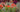 Visiting RHS Chelsea Flower Show &ndash; how to enjoy your day