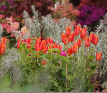 Visiting RHS Chelsea Flower Show &ndash; how to enjoy your day