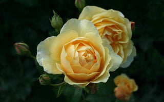 All I want for Christmas; Garden Gold!