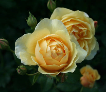 All I want for Christmas; Garden Gold!