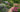 How to Design Garden Paths