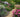 How to Design Garden Paths