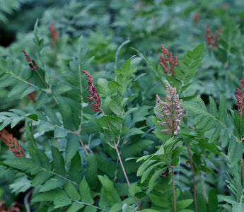 Favourite Ferns