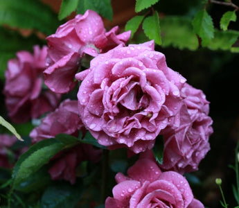 Create a vintage look in your garden