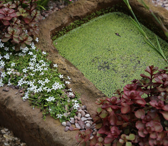 Rock Plants, Alpines – what are they?