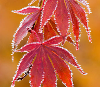Telephoto Lenses: What Are They?