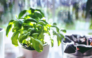 How To Look After Supermarket Herbs