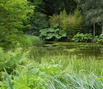 Hardy Exotic Plants For a Harsher Climate