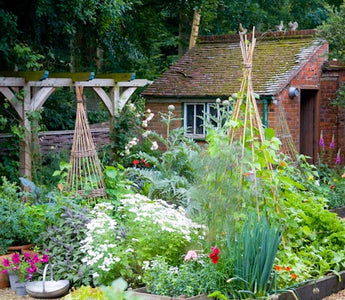 Get growing your own vegetables