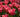 Time for #Tulips!