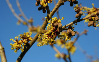 Winter scentsations; wonderful shrubs for winter fragrance
