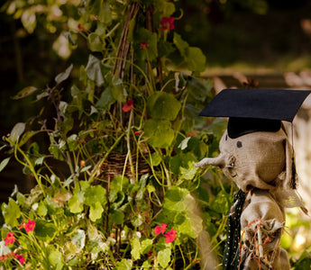 How to Find The Best Gardening Course Near You