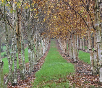 Tree Trends &ndash; Trees for landscape designers