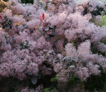 Smoke Trees &ndash; cotinus for summer and fall