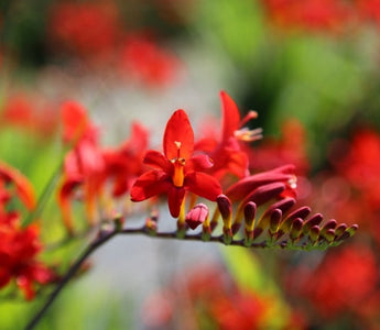 Crocosmias