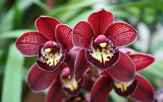 How to Get an Orchid to Rebloom