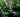 Ten Indestructible shrubs