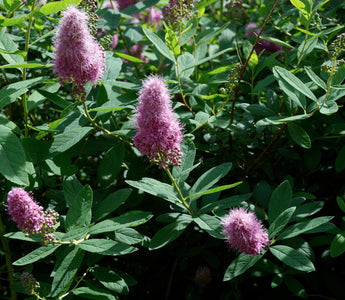 Ten Indestructible shrubs