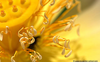 MyGardenSchool Launches Global Garden Photography Competition