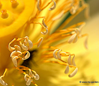 MyGardenSchool Launches Global Garden Photography Competition