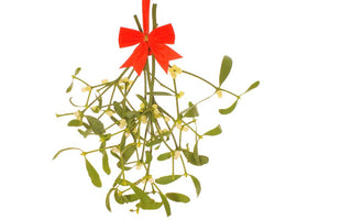 Mistletoe Magic: growing mistletoe, kissing under the mistletoe, decorating with mistletoe.