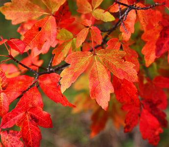 Acers: The Most Beautiful Trees for Autumn Colour