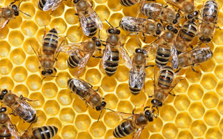 Get Your Bee Saver Kit