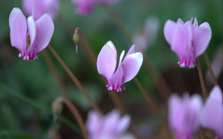 How to grow hardy cyclamen: fall colour and spring flowers