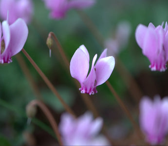 How to grow hardy cyclamen: fall colour and spring flowers