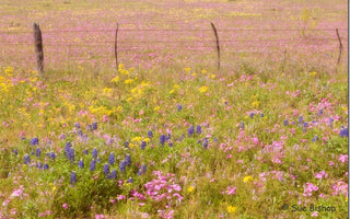 A Tapestry of Flowers