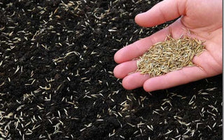 Lawns: How to Sow a New Lawn