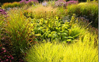 Grasses Move Into The Spotlight.