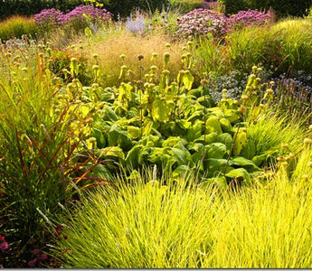 Grasses Move Into The Spotlight.