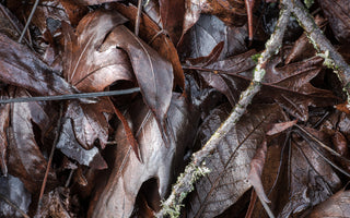 How to Photograph Plants in Winter