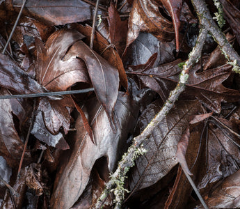 How to Photograph Plants in Winter