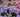 Stretching summer; summer flowering perennials and shrubs