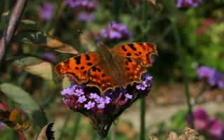 How To Attract Butterflies Into Your Garden