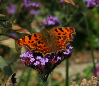 How To Attract Butterflies Into Your Garden