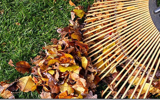 Autumn Lawn Care