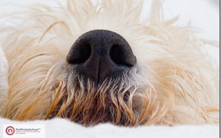 WEEKEND ASSIGNMENT: How to Photograph Pets and Other Animals