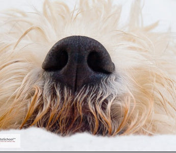 WEEKEND ASSIGNMENT: How to Photograph Pets and Other Animals