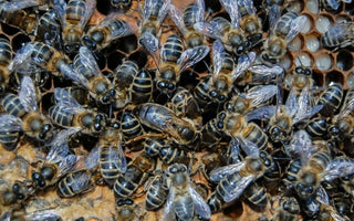 The Importance of Bees
